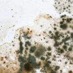 Mould
