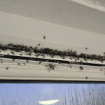A detailed illustration of various small insects, including gnats, midges, and spiders, navigating through the openings of a trickle vent.