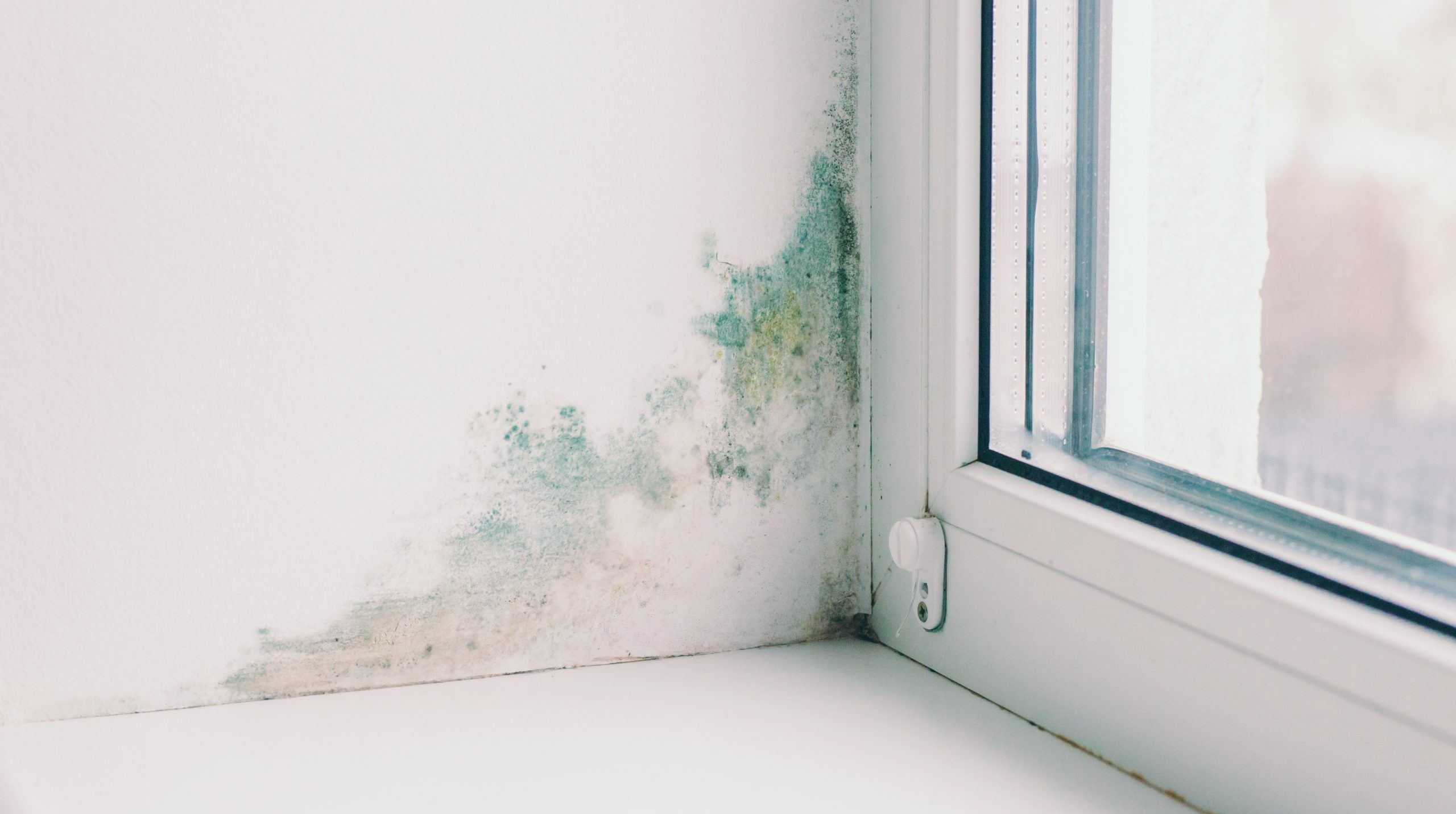Mould growing in corner of window
